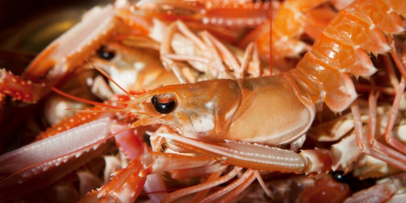 langoustine